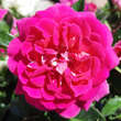 Rose 'Perfect Match': Bild 2/6