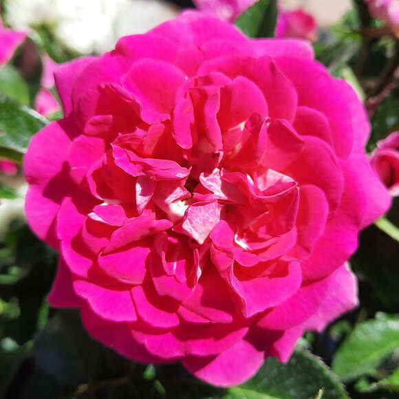 Rose 'Perfect Match': Bild 2/6 Rose 'Perfect Match': Bild 2/6