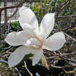 Magnolia kobus 'Isis': Bild 2/2
