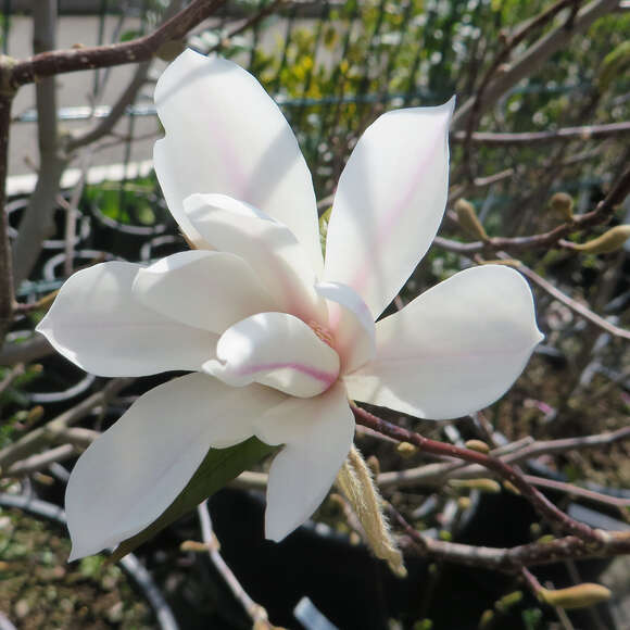 Magnolia kobus 'Isis': Bild 2/2 Magnolia kobus 'Isis': Bild 2/2