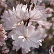Magnolia stellata 'Rosea': Bild 2/3