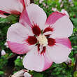 Hibiscus syriacus 'Hamabo': Bild 2/3