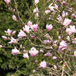 Magnolia stellata 'Rosea': Bild 1/3