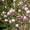 Magnolia stellata 'Rosea' - Rosa Sternmagnolie