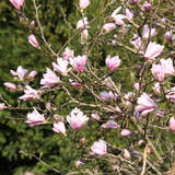 Magnolia stellata 'Rosea' - Rosa Sternmagnolie