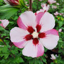 Hibiscus syriacus 'Hamabo' - Eibisch