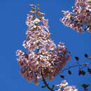 Paulownia fortunei 'Fast Blue' - Blauglockenbaum 