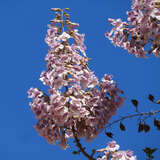 Paulownia fortunei 'Fast Blue' - Blauglockenbaum 