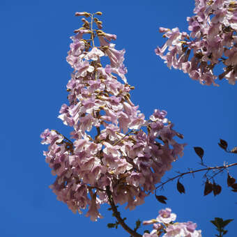 Paulownia fortunei 'Fast Blue'