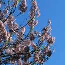 Paulownia fortunei 'Fast Blue' - Blauglockenbaum 