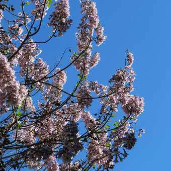 Paulownia fortunei 'Fast Blue'