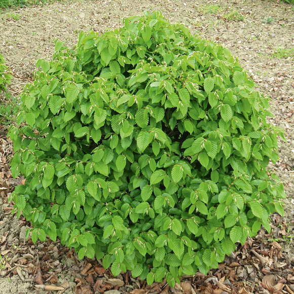 Carpinus betulus 'Murmel': Bild 4/4 Carpinus betulus 'Murmel': Bild 4/4