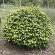 Carpinus betulus 'Murmel': Bild 1/2