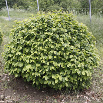 Carpinus betulus 'Murmel'