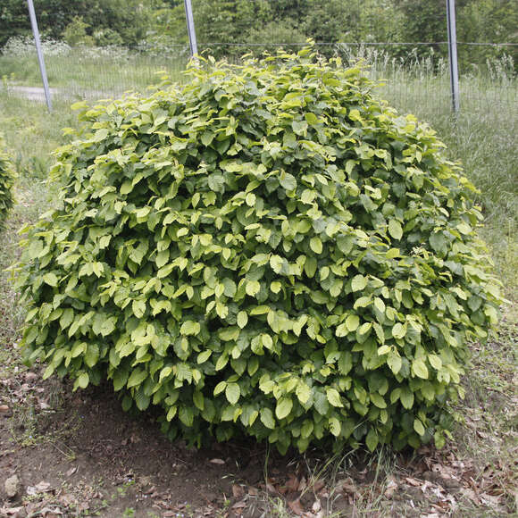 Carpinus betulus 'Murmel': Bild 2/4 Carpinus betulus 'Murmel': Bild 2/4