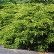 Juniperus pfitz.'Pfitzeriana Aurea': Bild 1/2