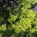 Alchemilla epipsila - Kahler Frauenmantel