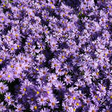 Aster dumosus 'Blauer Gletscher' - Kissenaster