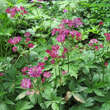 Astrantia major 'Lars': Bild 1/1