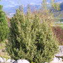 Juniperus communis männlich - Heimischer Heidewacholder