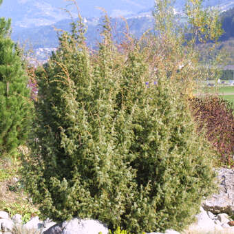 Juniperus communis