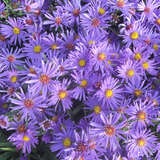 Aster dumosus 'Blauer Gletscher' - Kissenaster