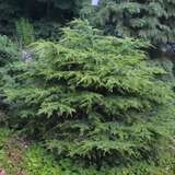 Cedrus libani 'Nana' - Zwerg-Libanonzeder