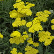 Achillea clypeolata 'Moonshine': Bild 5/7