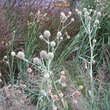 Eryngium yuccifolium: Bild 5/5