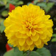 Chrysanthemum indicum 'Citronella': Bild 3/6