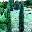 Juniperus scopolorum 'Blue Arrow' - Blauer Säulenwacholder