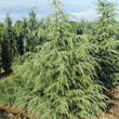 Cedrus deodara 'Karl Fuchs': Bild 1/4