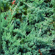 Juniperus horizontalis 'Blue Chip': Bild 5/5
