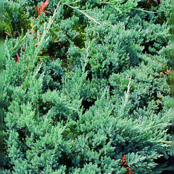 Juniperus horizontalis 'Blue Chip': Bild 5/5 Juniperus horizontalis 'Blue Chip': Bild 5/5