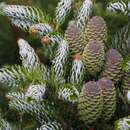 Abies koreana 'Silberlocke' - Koreatanne