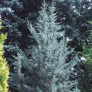 Cupressus arizonica 'Fastigiata' - Arizonazypresse