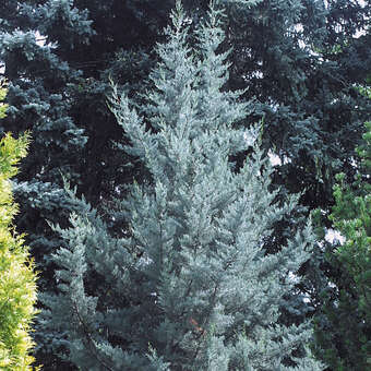 Cupressus arizonica 'Fastigiata'