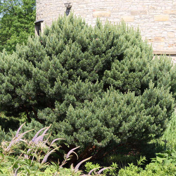 Pinus sylvestris 'Watereri': Bild 1/5 Pinus sylvestris 'Watereri': Bild 1/5