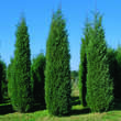 Juniperus v. 'Pyramidalis Glauca': Bild 1/2