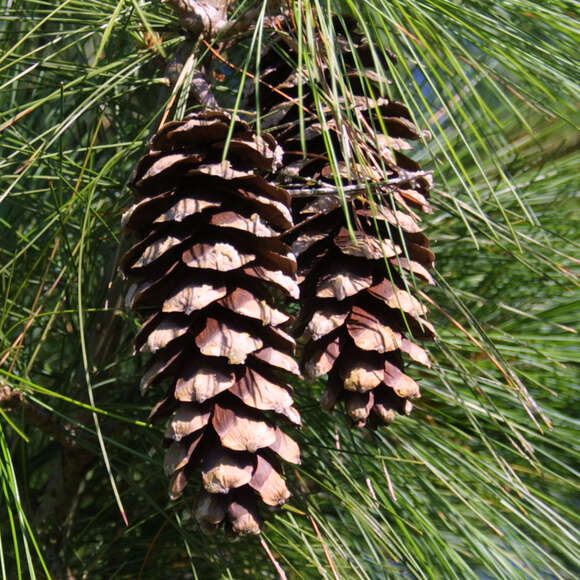 Pinus wallichiana: Bild 3/5 Pinus wallichiana: Bild 3/5