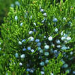 Juniperus virginiana 'Canaertii': Bild 1/5