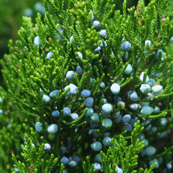 Juniperus virginiana 'Canaertii': Bild 5/5 Juniperus virginiana 'Canaertii': Bild 5/5