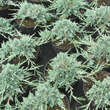 Juniperus horizontalis Icee Blue': Bild 1/1