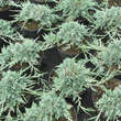 Juniperus horizontalis Icee Blue': Bild 1/1