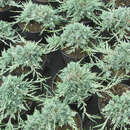 Silber-Kriechwacholder - Juniperus horizontalis Icee Blue'