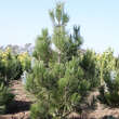 Pinus heldreichii 'Hesse': Bild 1/2