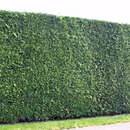 Thuja occidentalis - Abendländischer Lebensbaum