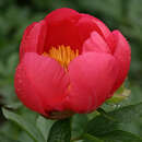 Paeonia lactifl. 'Flame' - Pfingstrose