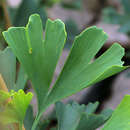 Ginkgo biloba 'Fairmount' - Pyramidaler Fächerblattbaum