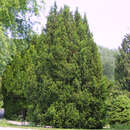 Taxus baccata 'Overeynderi' - Pyramideneibe